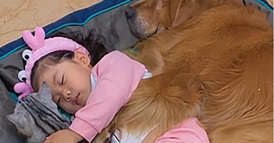 Очаровательное видео с маленькой девочкой, которая укладывает спать песика и котика  