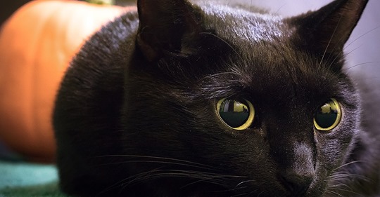 Некобияка — единственное в мире кафе только с черными кошками 