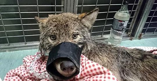 Рабочие из Эстонии спасли «собаку» из замерзшей реки, не зная, что это волк