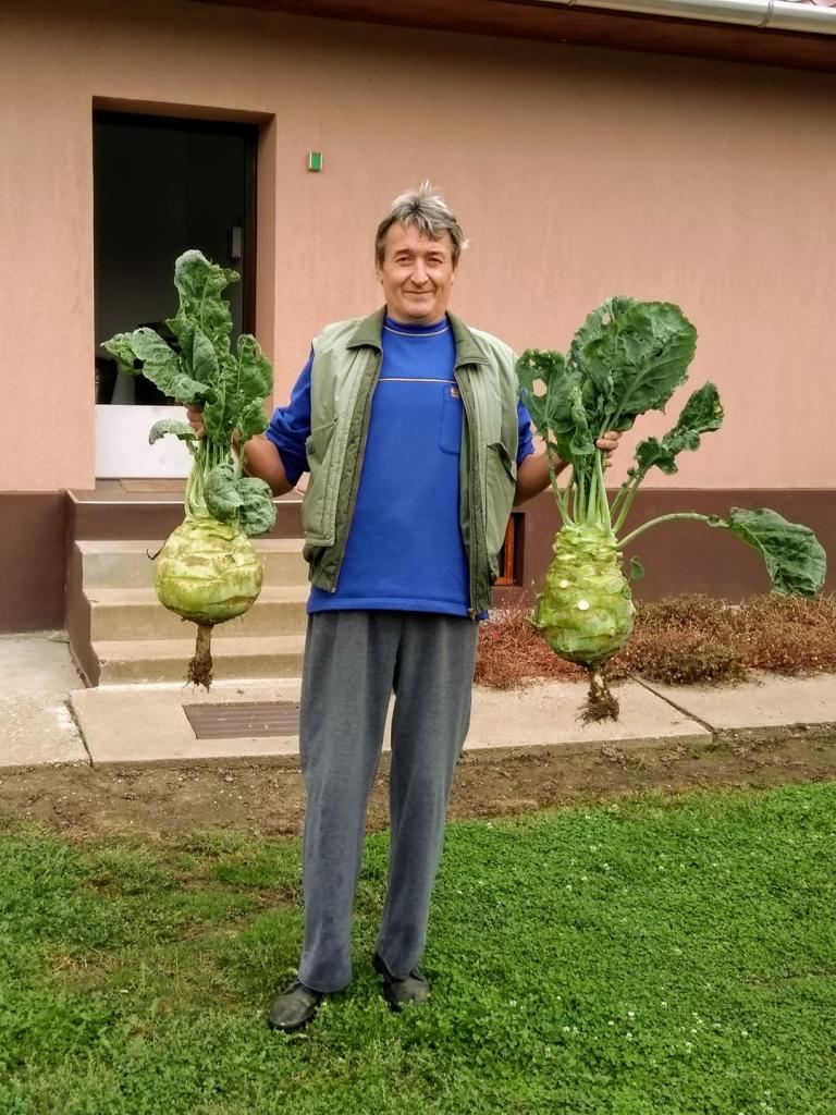 Вот это капуста! Мужчина вырастил на своем огороде 3-килограммовую кольраби (фото)