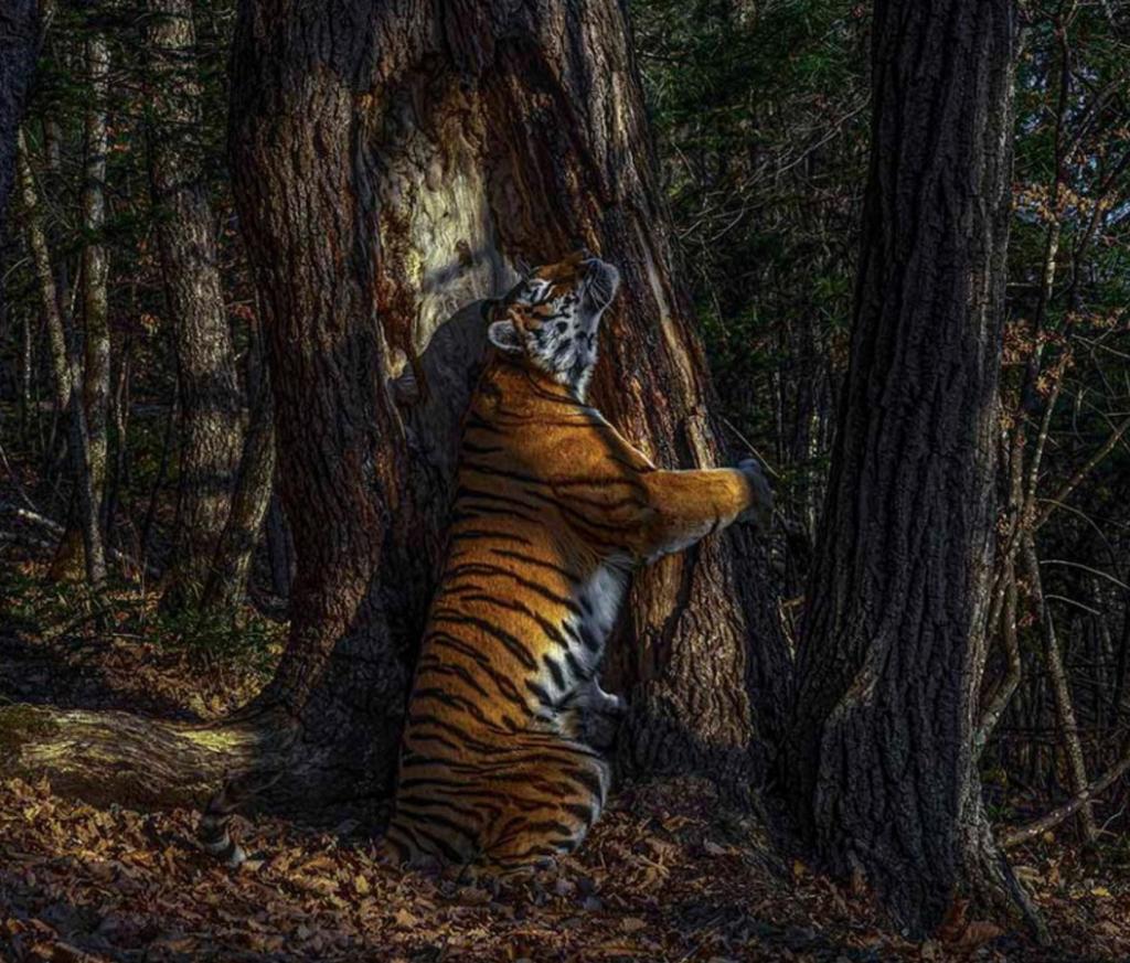 Один снимок из 10 тысяч: фото тигрицы из Приморья победило на престижном фотоконкурсе