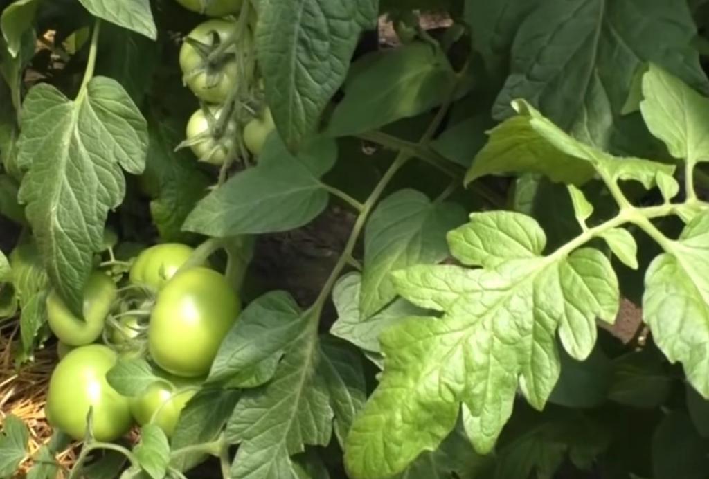 Как правильно формировать помидоры, чтобы получить заявленный размер: что прищипнуть, а что оставить