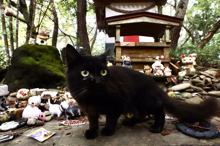 Фотограф запечатлел, как кошки укрылись от дождя под крышей священного храма в Японии: милые фото тронули пользователей Сети