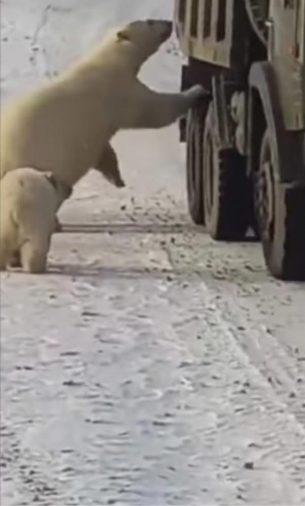 Белым мишкам не хватает еды: россиянин снял на видео, как они ищут пищу в сломавшемся грузовике