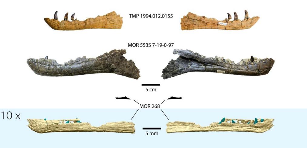 Эмбрионы тираннозавров были размером с чихуахуа: ученые просканировали древние окаменелости