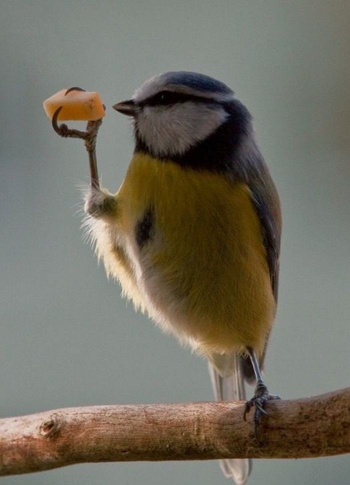 Сочувствие проявляют не только люди: птицы делятся едой с менее удачливыми сородичами
