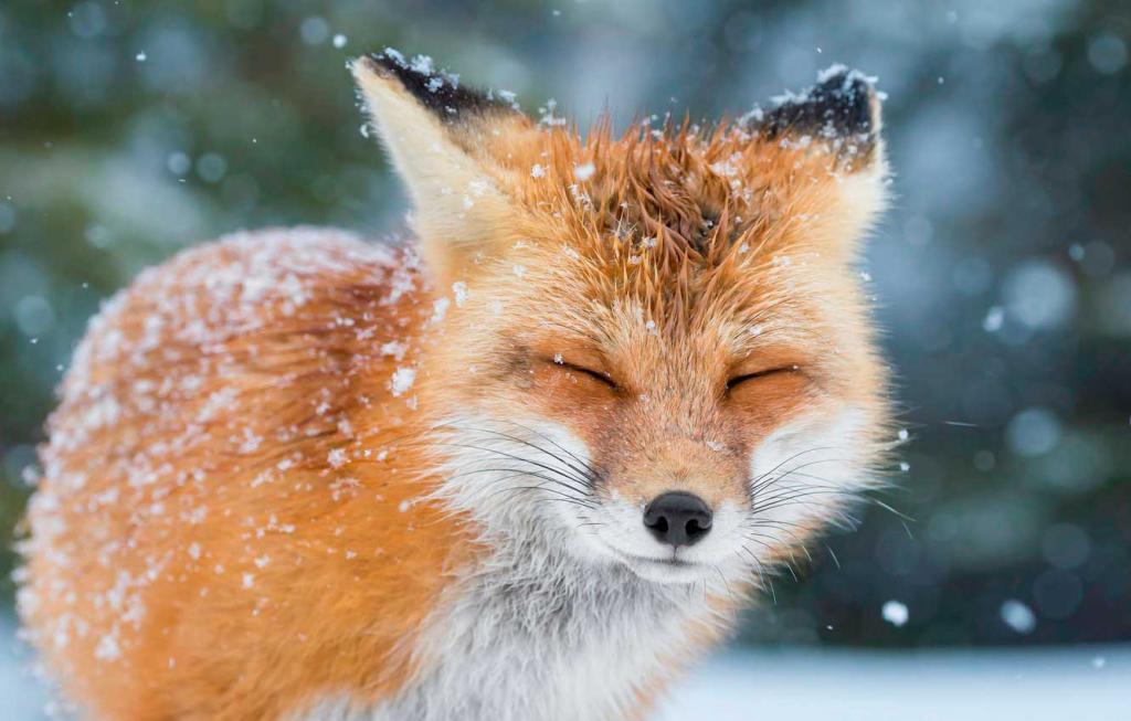 Недооцененное чудо природы с фантастическим интеллектом: лисы могут слышать тиканье часов на расстоянии 18 метров