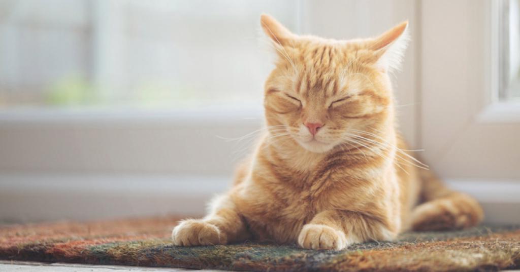 Если кошка постоянно отдыхает: у возрастных питомцев это может быть показателем заболевания