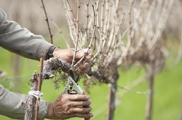 Чтобы виноград дал обильный урожай в следующем году, нужно поухаживать за ним еще в октябре