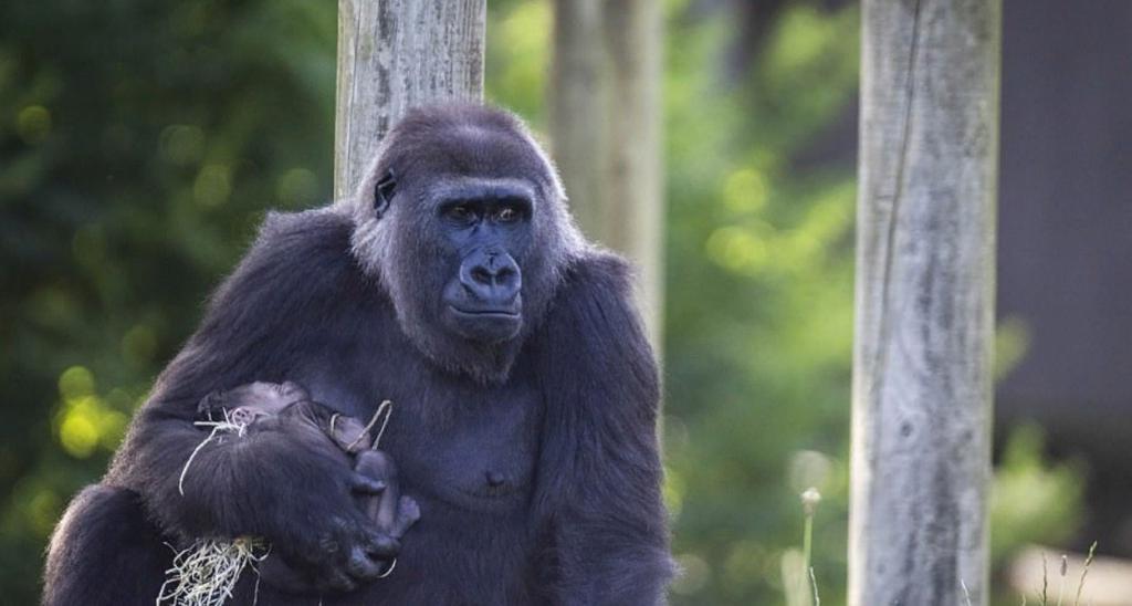 Радости нет предела: детеныша 9-летней гориллы в Бристольском зоопарке вернули матери через 4 месяца искусственного вскармливания
