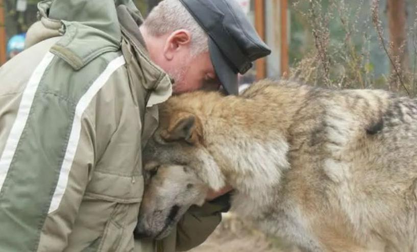 Лесник прикармливал голодную волчицу, но односельчане начали возмущаться. Через месяц она пришла благодарить мужчину не одна