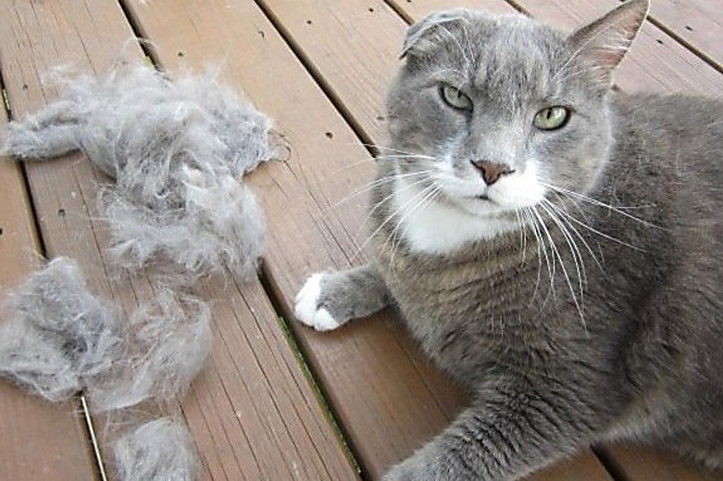 Кот начал линять: 5 хитростей, чтобы избавить дом от шерсти