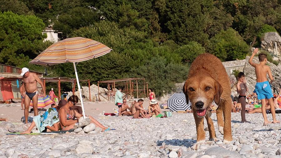 С животными нельзя и другие ограничения: в России вступают новые запреты на использование пляжей