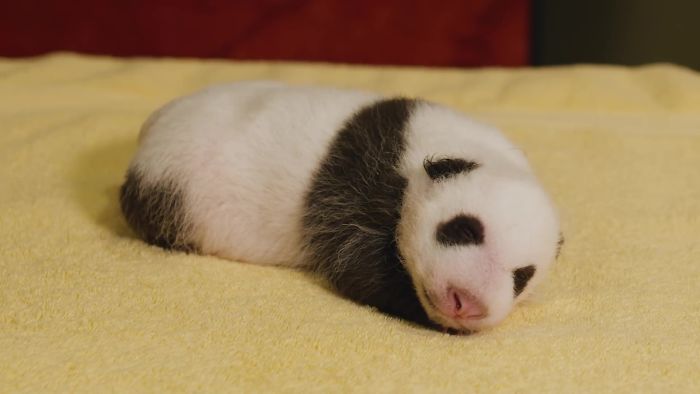 Смитсоновский национальный зоопарк поделился фотографиями месячного детеныша панды: трудно не улыбнуться