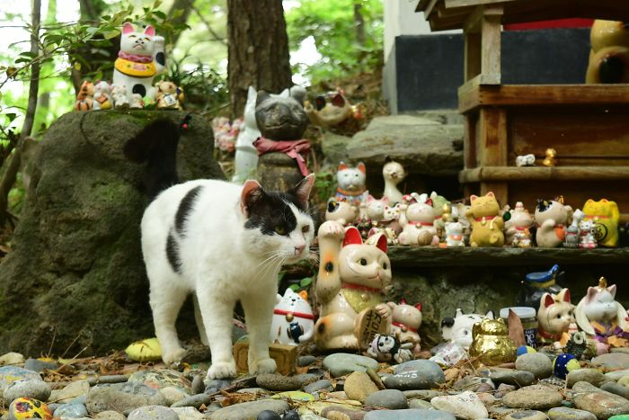 Фотограф запечатлел, как кошки укрылись от дождя под крышей священного храма в Японии: милые фото тронули пользователей Сети