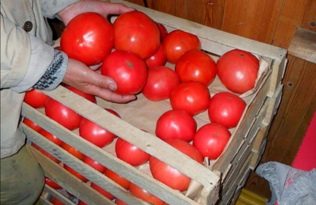 200 кг помидор. Помидора Алтайский шедевр. Помидоры в ящике. Помидоры в лотке. Азербайджанские помидоры сорта.