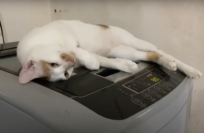 Кот очень любит лежать на включенной стиральной машине: он решил, что это массажер (милое видео)