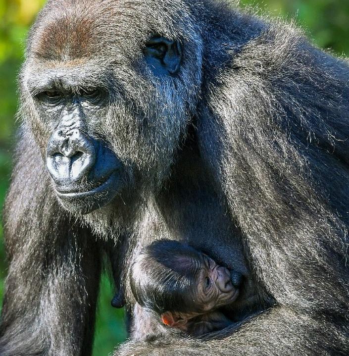 Радости нет предела: детеныша 9-летней гориллы в Бристольском зоопарке вернули матери через 4 месяца искусственного вскармливания