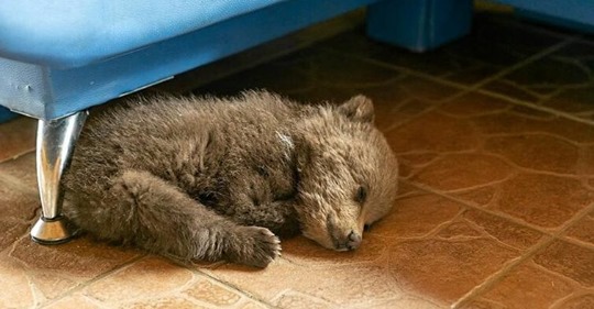 В Белоруссии фермер спас голодного медвежонка. Маму малыша так и не удалось найти