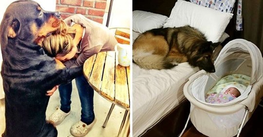 15 трогательных фото, доказывающих, что собака — лучший друг человека