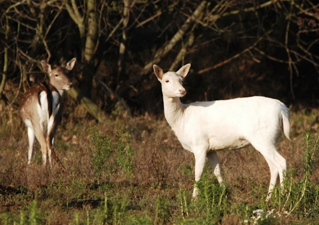 Удивительные снимки редких белых оленей, которых очень трудно увидеть обычному путешественнику