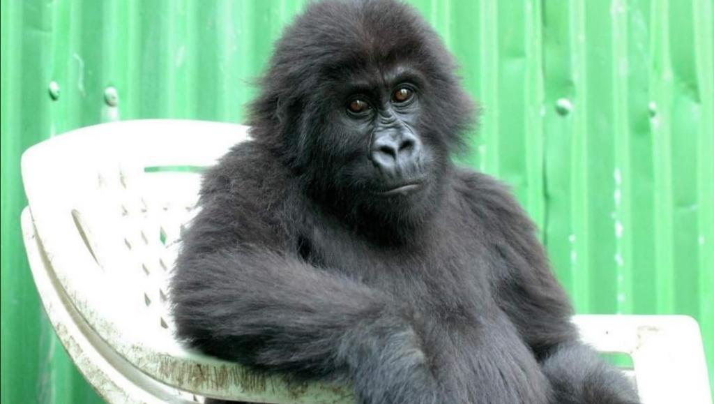 Мужчина однажды вынес одинокую двухмесячную гориллу из джунглей: дружба с приматом сохранилась до сих пор