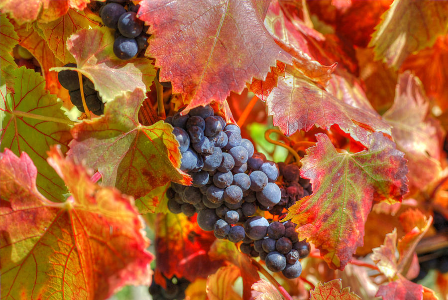 Как правильно обрезать виноград в осенний период? Круглогодичный план по уходу за виноградом для истинных садоводов
