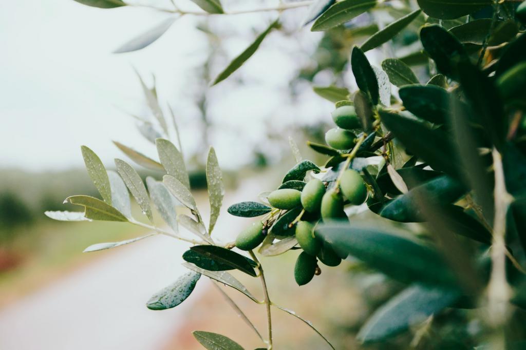 Дерматолог Кира Барр назвала 9 преимуществ оливкового масла для кожи лица