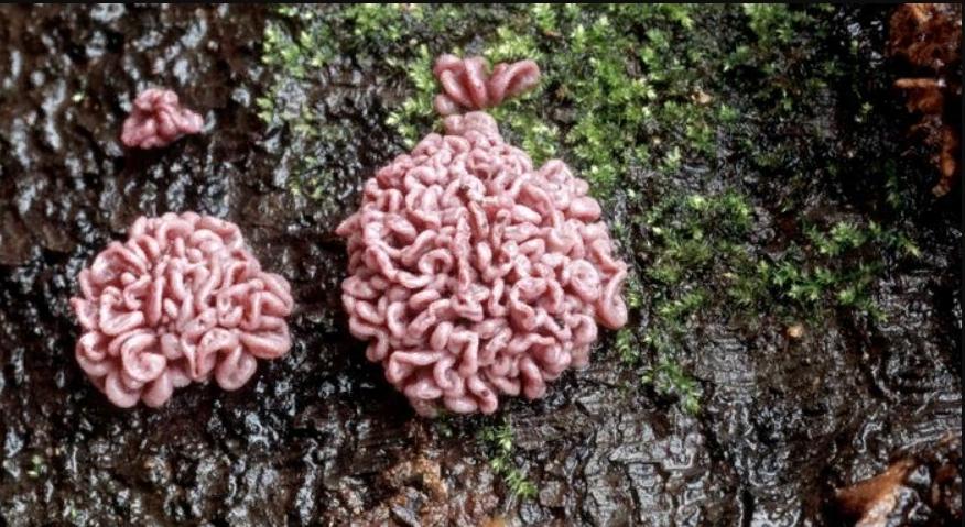 Страшно красивые грибы на планете Земля, некоторые даже съедобны (фотогалерея)