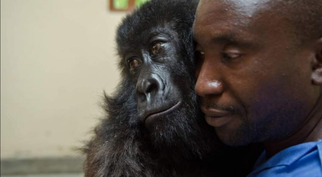 Мужчина однажды вынес одинокую двухмесячную гориллу из джунглей: дружба с приматом сохранилась до сих пор