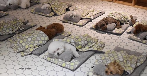 Фотографии спящих щенков из специального детского сада для собак покорили интернет 