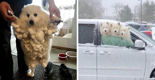 15 милых и таких очаровательных собак, которые радуются снегу как никто другой