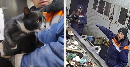 В Ульяновске в мусоре нашли кота. Его спасли, и это стало началом его карьеры замминистра области