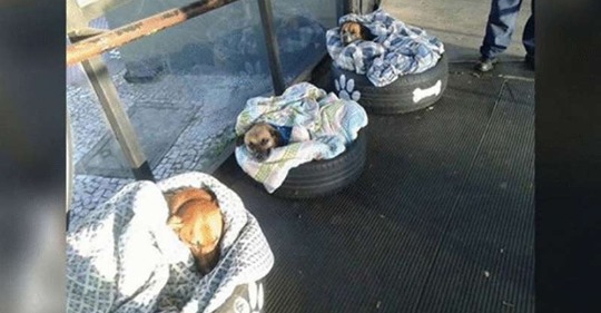 Автовокзал дает ночлег бездомным собакам и даже предоставляет каждой отдельную кровать