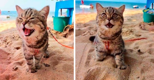 Кот, который впервые попал на пляж: не сдерживайте улыбку