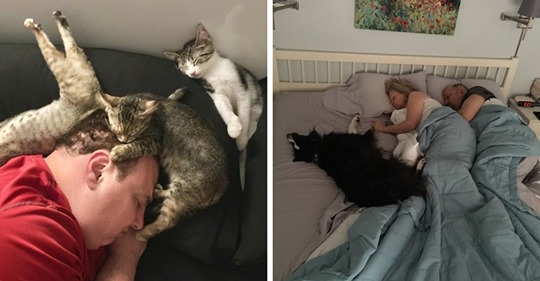 14 примеров вопиющей наглости, когда коты и собаки беспардонно вытесняли людей с их спальных мест