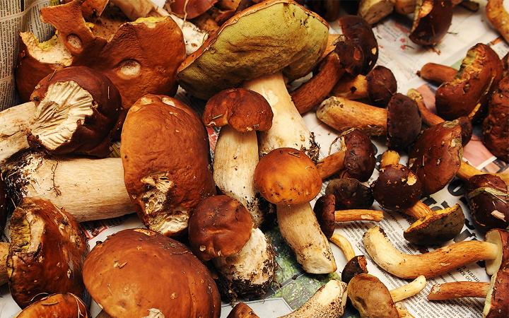 Отваривание и другие ошибки, из-за которых грибы становятся «резиновыми»
