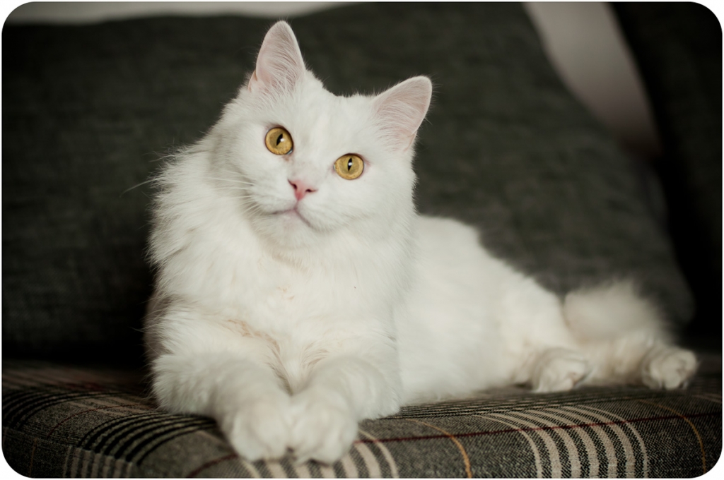 Энергетика дома связна с цветом шерсти кота, уверяют астрологи