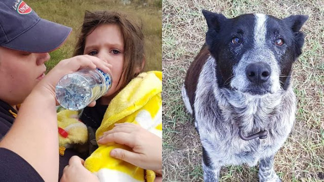 Пропавшую девочку целых 17 часов охранял старый слепой пес