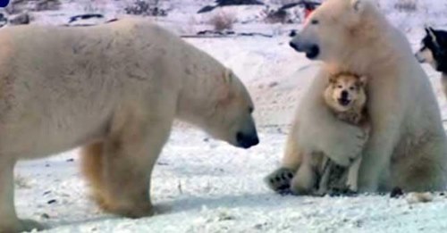 Игры с собаками полярных медведей