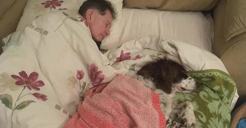 Хозяева по очереди спят на диванчике со старым псом, чтобы ему не было одиноко