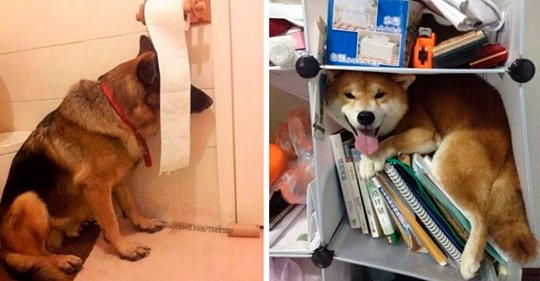 19 собак, полагающих, что они идеально спрятались и их не найдут