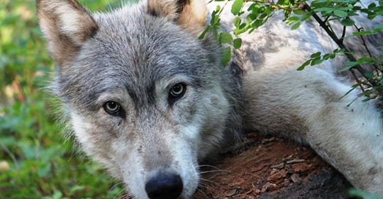 Лесник нашел его в лесу маленьким щенком: Теперь этот волчонок не просто у него живет, но и защищает от недоброжелателей
