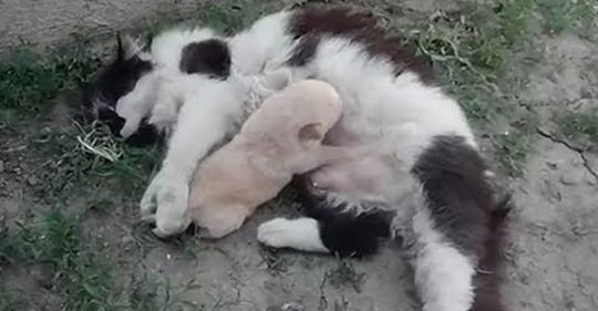 Кошка «усыновила» щенка, принесённого ею с улицы