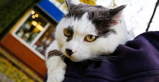 Старику за кота предложили полмиллиона рублей, но он отказался