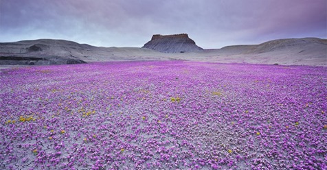  Цветущая пустыня Анза Боррего