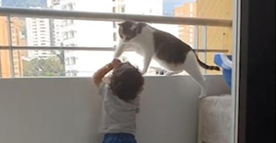 Заботливый кот не позволяет малышу перелезть через перила балкона 