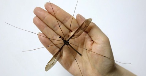 В Китае обнаружен комар рекордсмен пугающих размеров