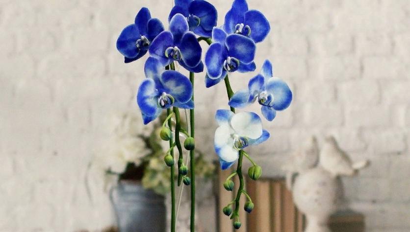 Что делать, если у ярко синей орхидеи появились голубые или белые цветки? Ничего. Они просто были окрашены искусственно