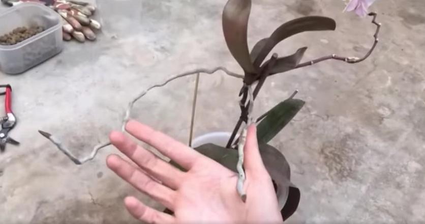 Как правильно отделить детку и пересадить орхидею фаленопсис: инструкция с пошаговыми фото